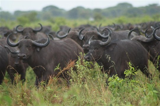 3-Day Mikumi National Park Safari By Train safari tour