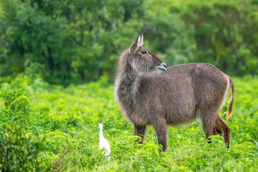 8-Day Selous Game Reserve Safari and Zanzibar Beach Tour gallery image