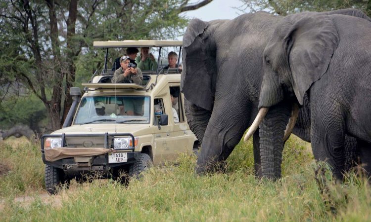 5-Day Tanzania Safari – Tarangire, Serengeti & Ngorongoro