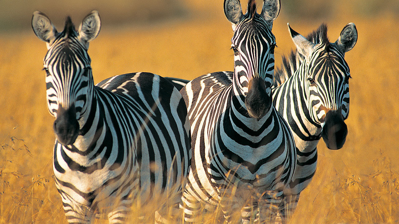 3-Day Tarangire, Ngorongoro Crater & Lake Manyara gallery image
