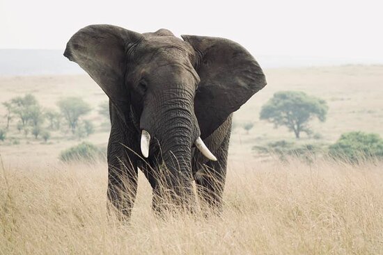 4-Day Tanzania Essential Wildlife Safari safari tour