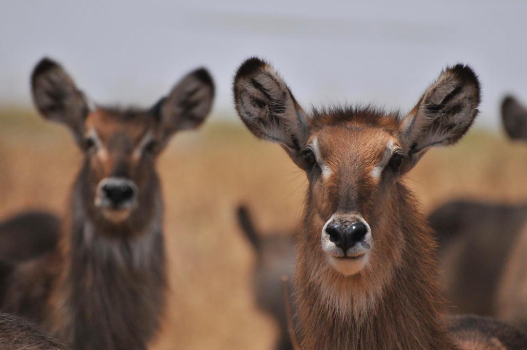6-Day Tanzania Wildlife & Culture Safari