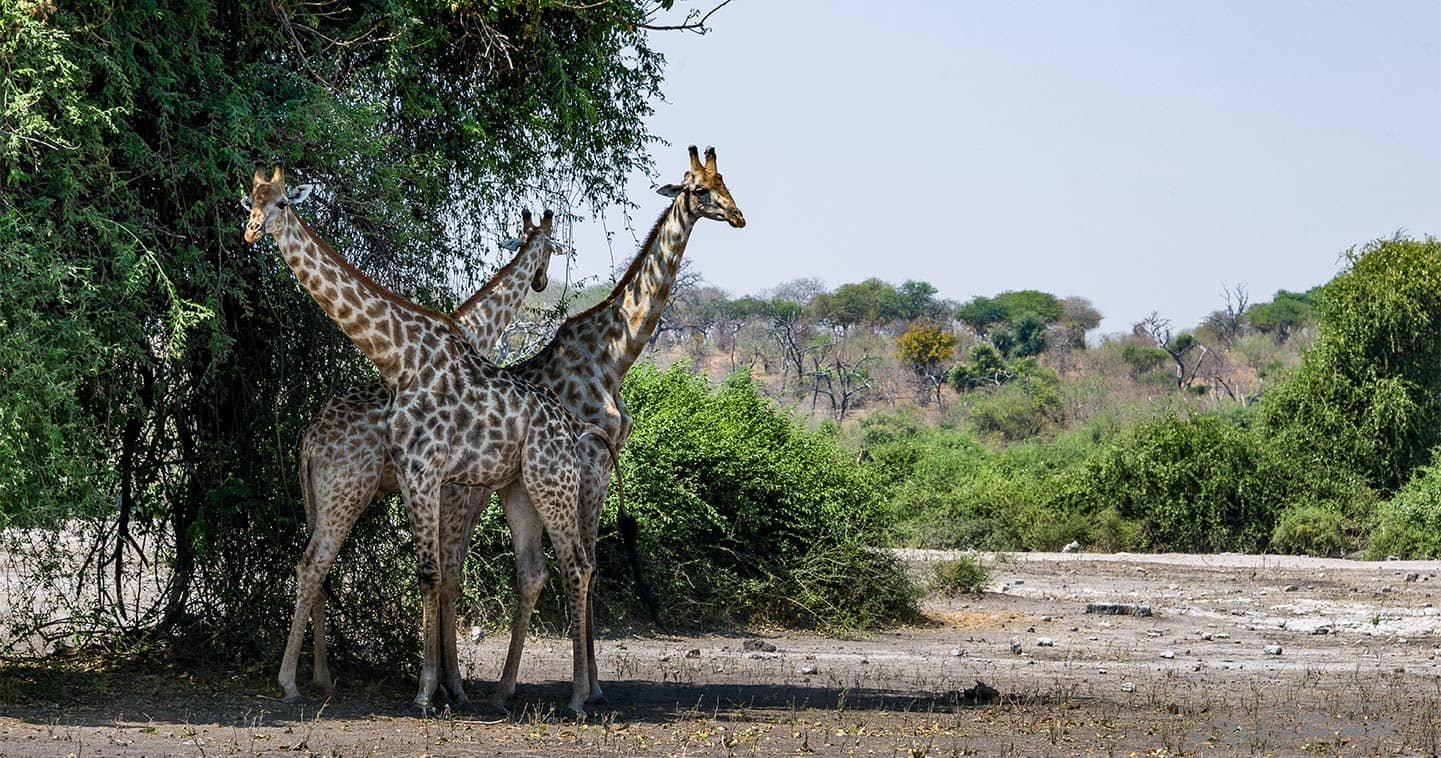 7-Day South Luangwa Luxury Safari gallery image
