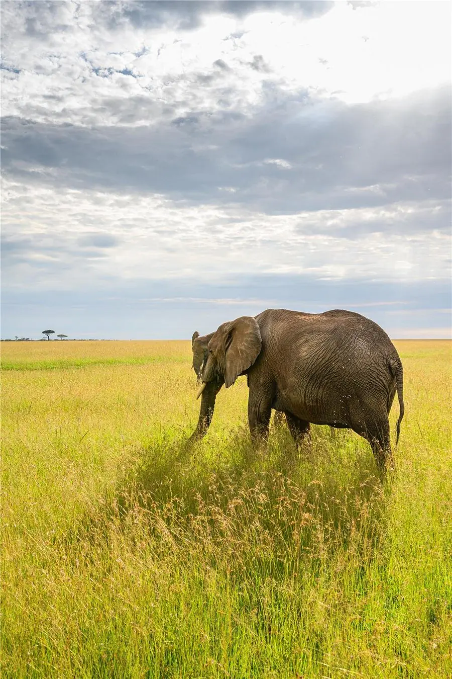 8-Day Taste of Zanzibar and Wildlife Safari in Tanzania gallery image