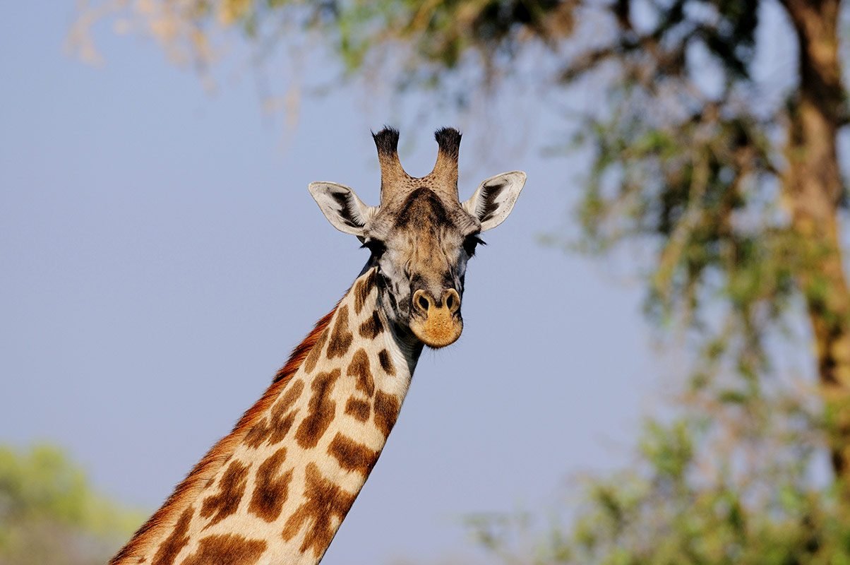 8-Day Selous Game Reserve Safari and Zanzibar Beach Tour