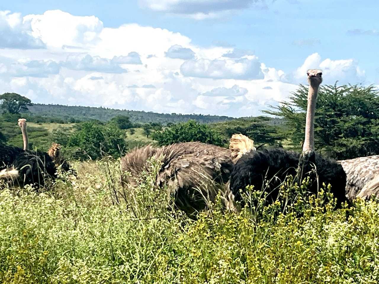 4-Day FLY-In Safari to Serengeti National Park from Arusha. gallery image