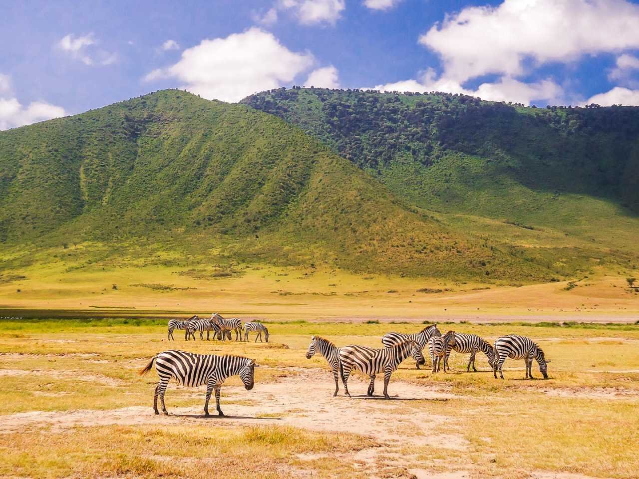 4-Day FLY-In Safari to Serengeti National Park from Arusha. gallery image
