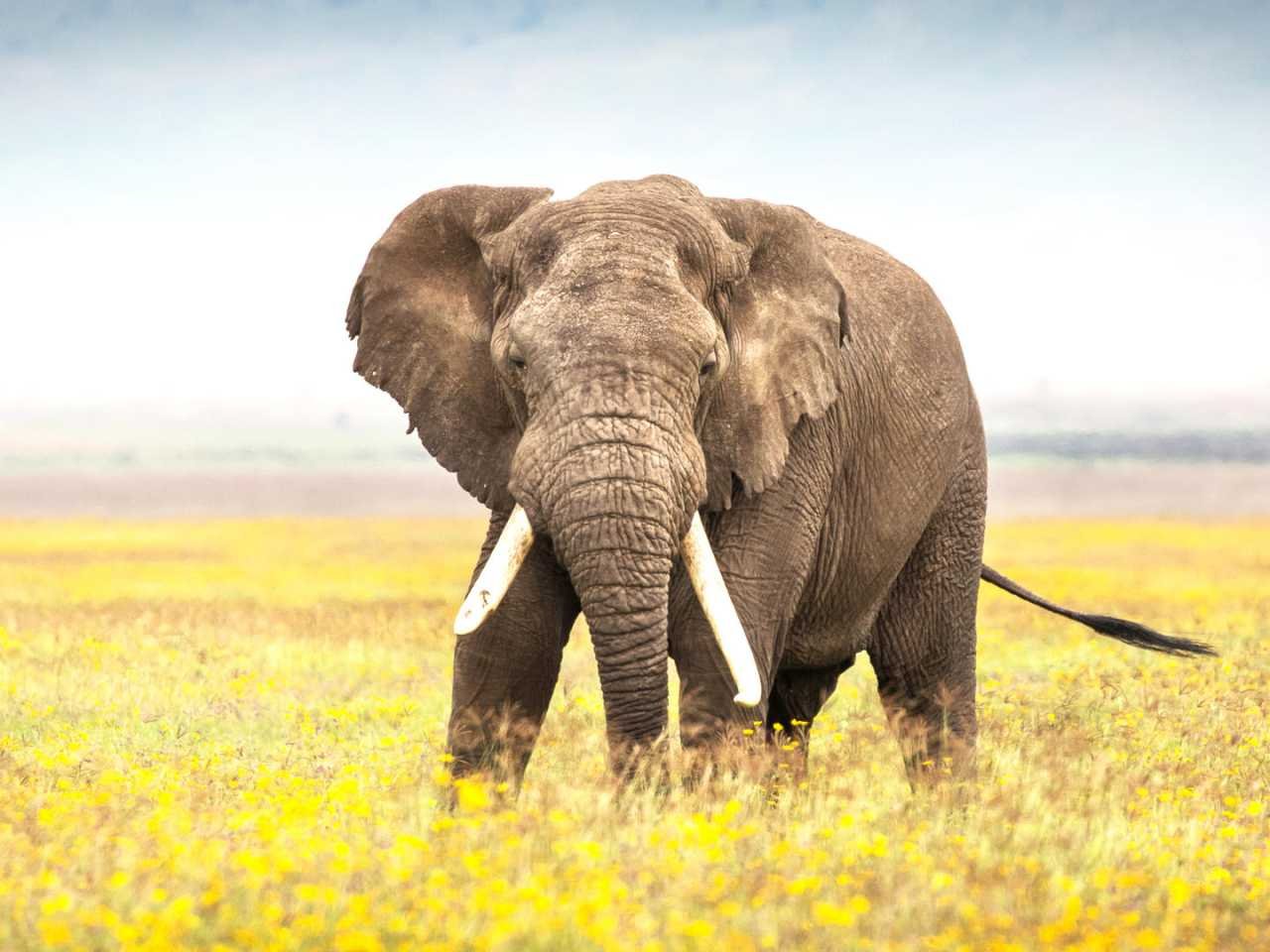 4-Day FLY-In Safari to Serengeti National Park from Arusha. gallery image