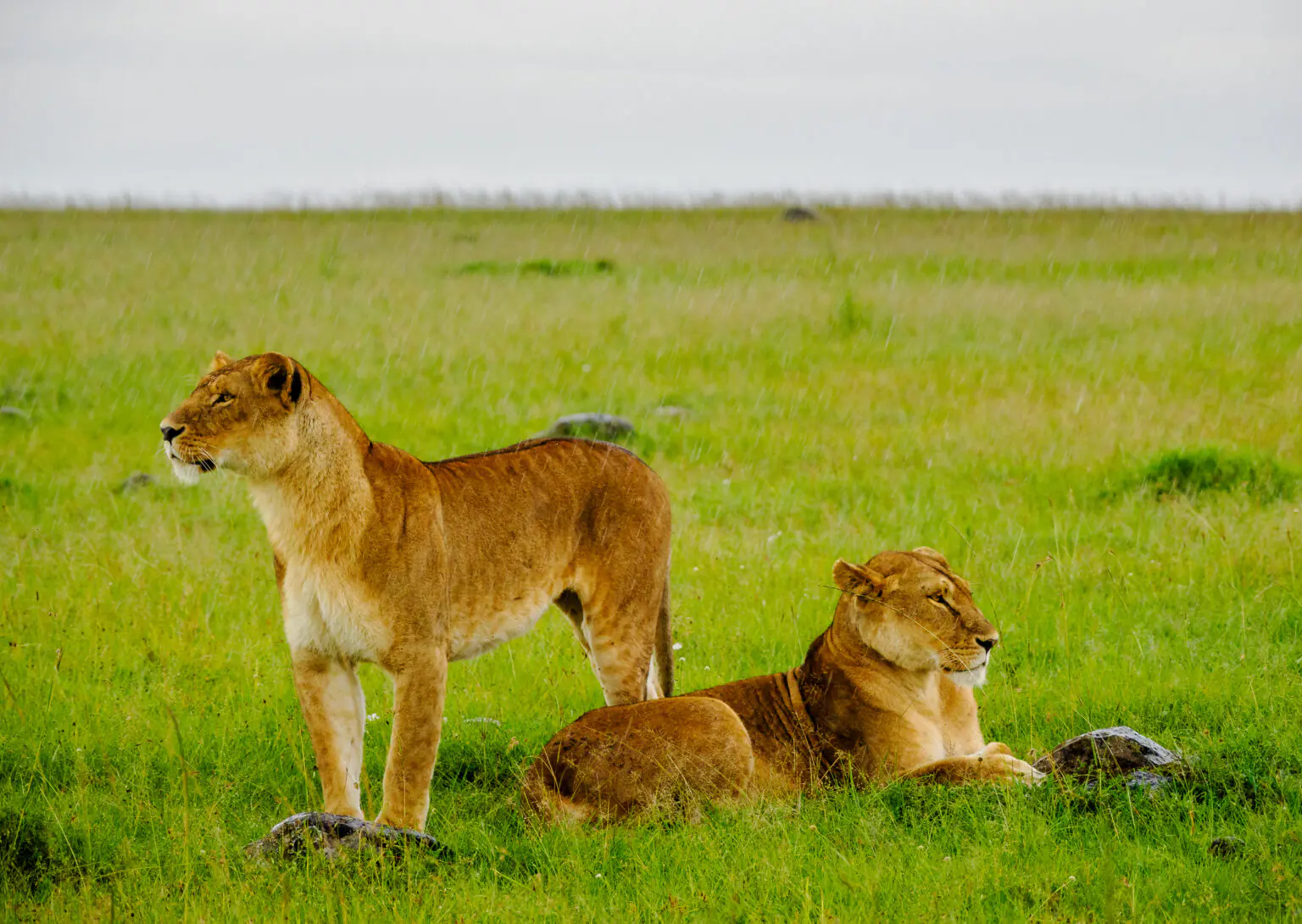 3-Day FLY-In Safari to Serengeti National Park from Zanzibar.