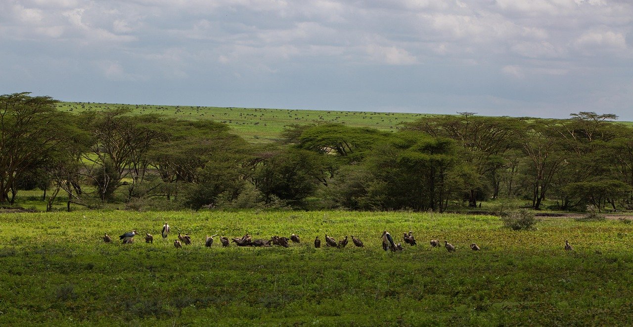 3-Day FLY-In Safari to Serengeti National Park from Zanzibar. gallery image