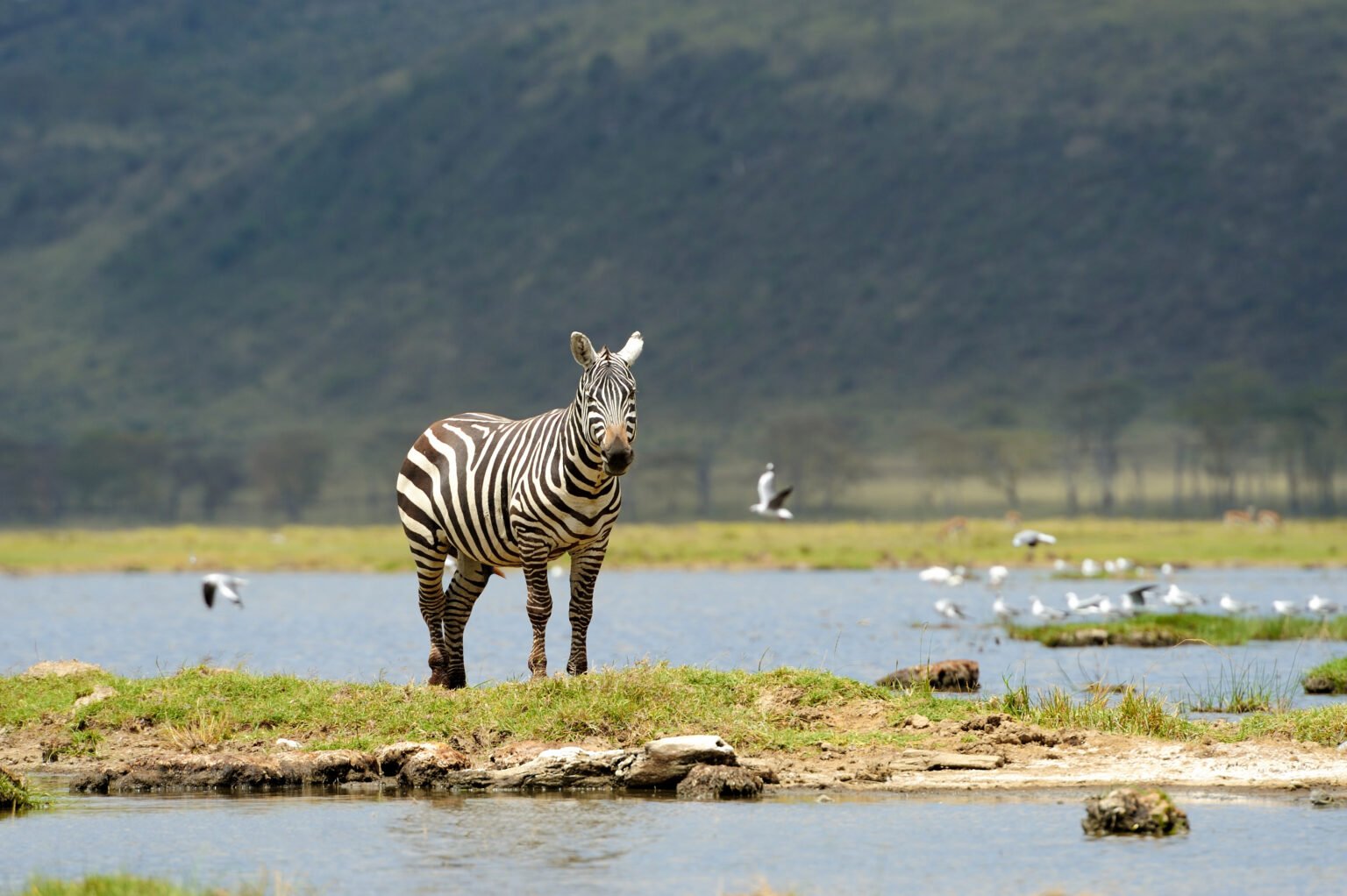 3-Day FLY-In Safari to Serengeti National Park from Zanzibar. gallery image