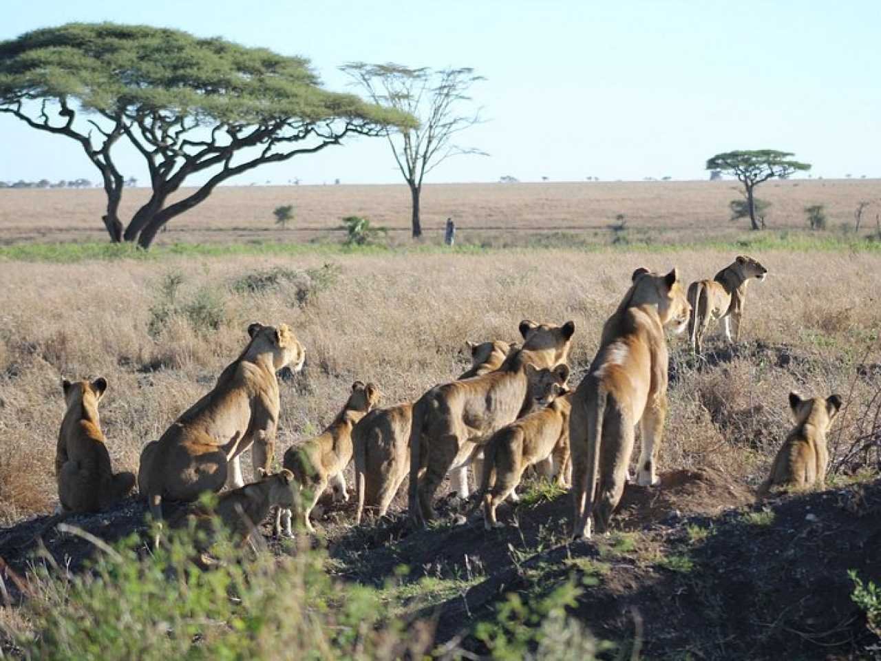 3-Day FLY-In Safari to Serengeti National Park from Zanzibar. gallery image