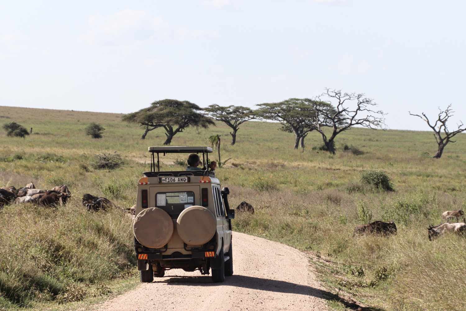 4-Day Classic Tanzania Wildlife Safari. gallery image
