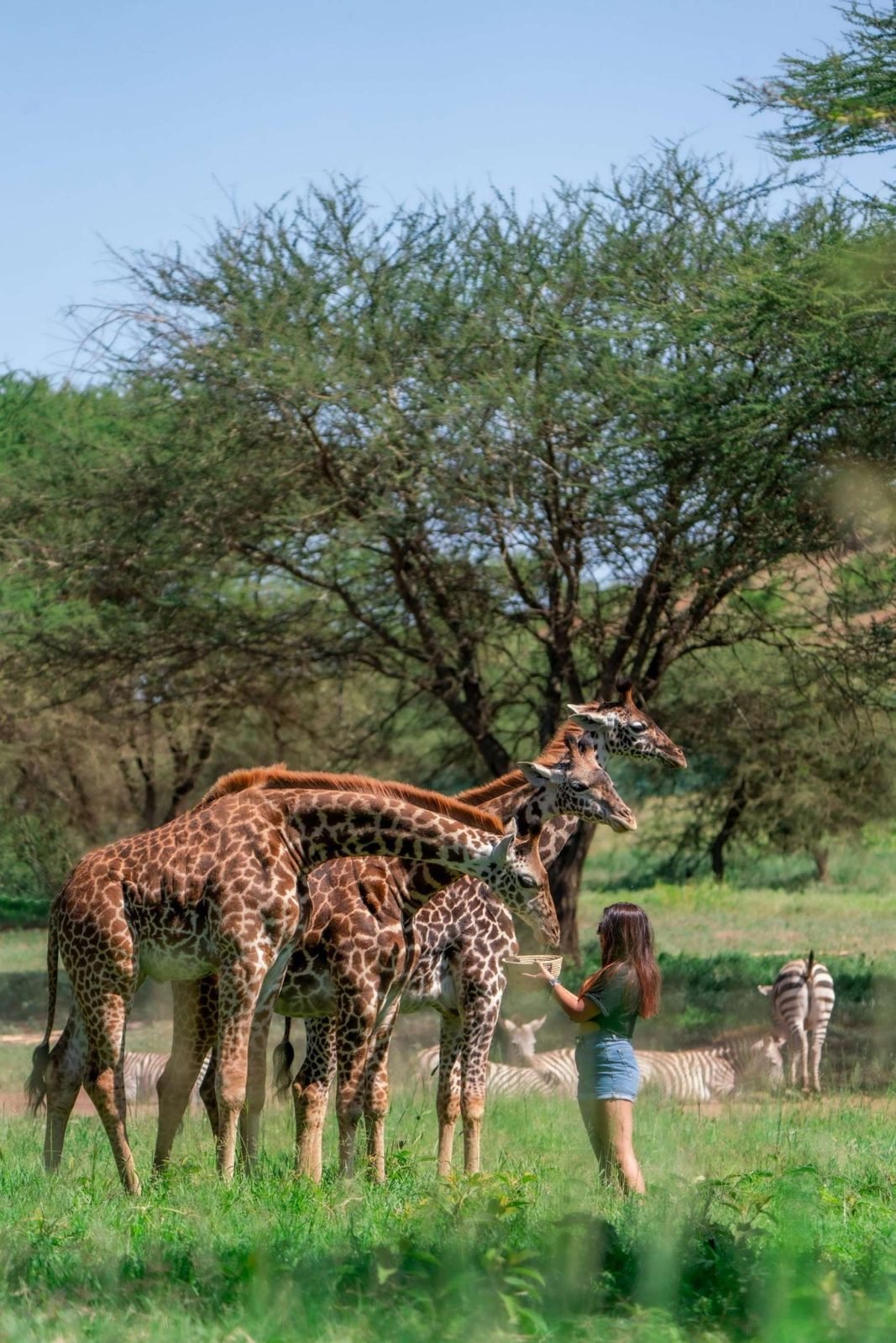 1-Day Serval Wildlife Sanctuary gallery image