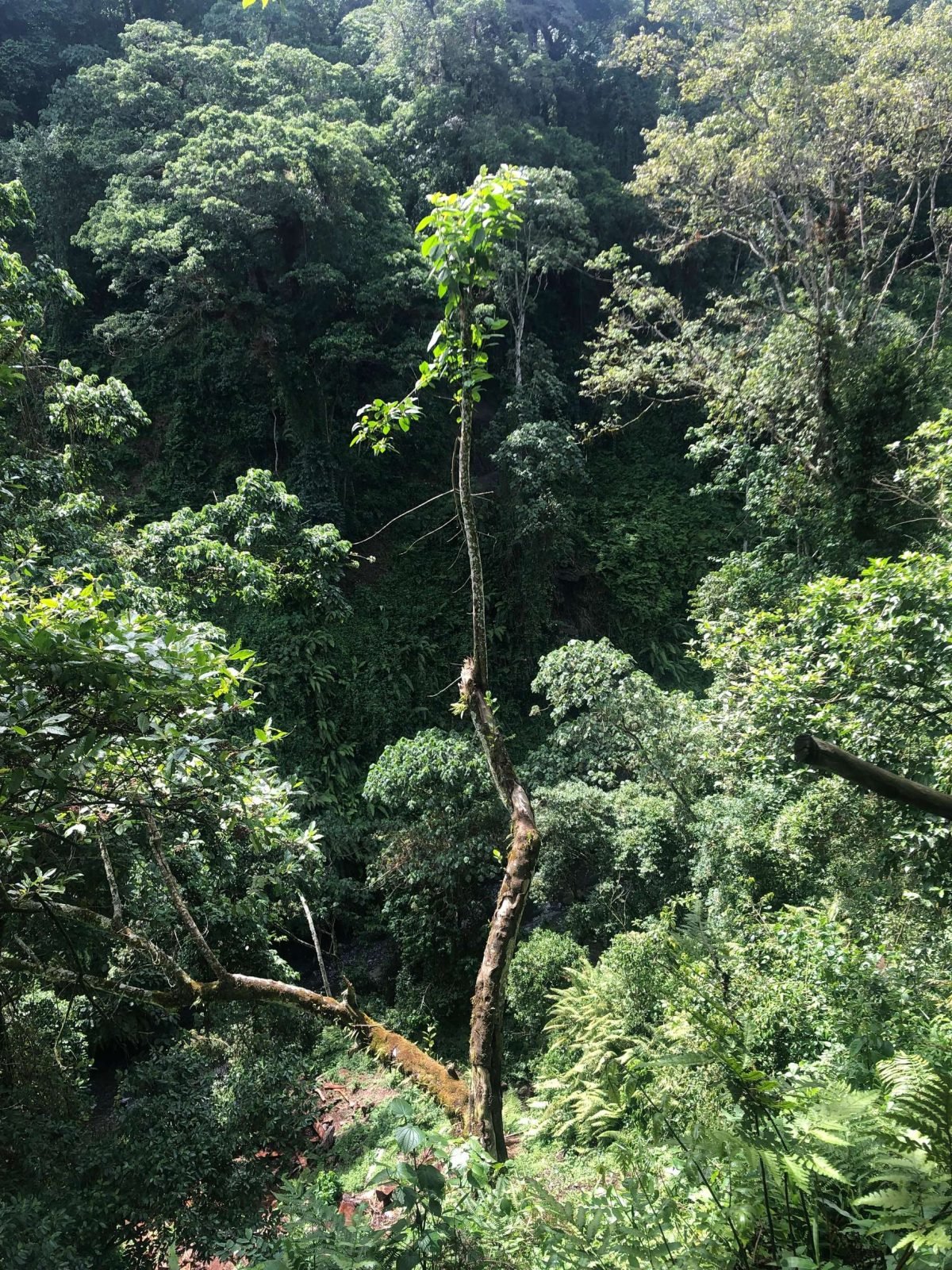 1-Day Materuni Waterfall Experience gallery image