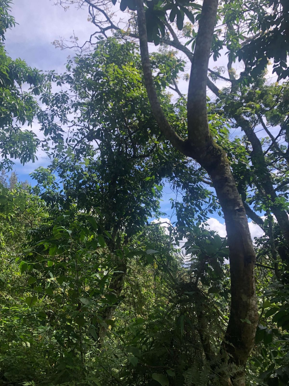 1-Day Materuni Waterfall Experience gallery image