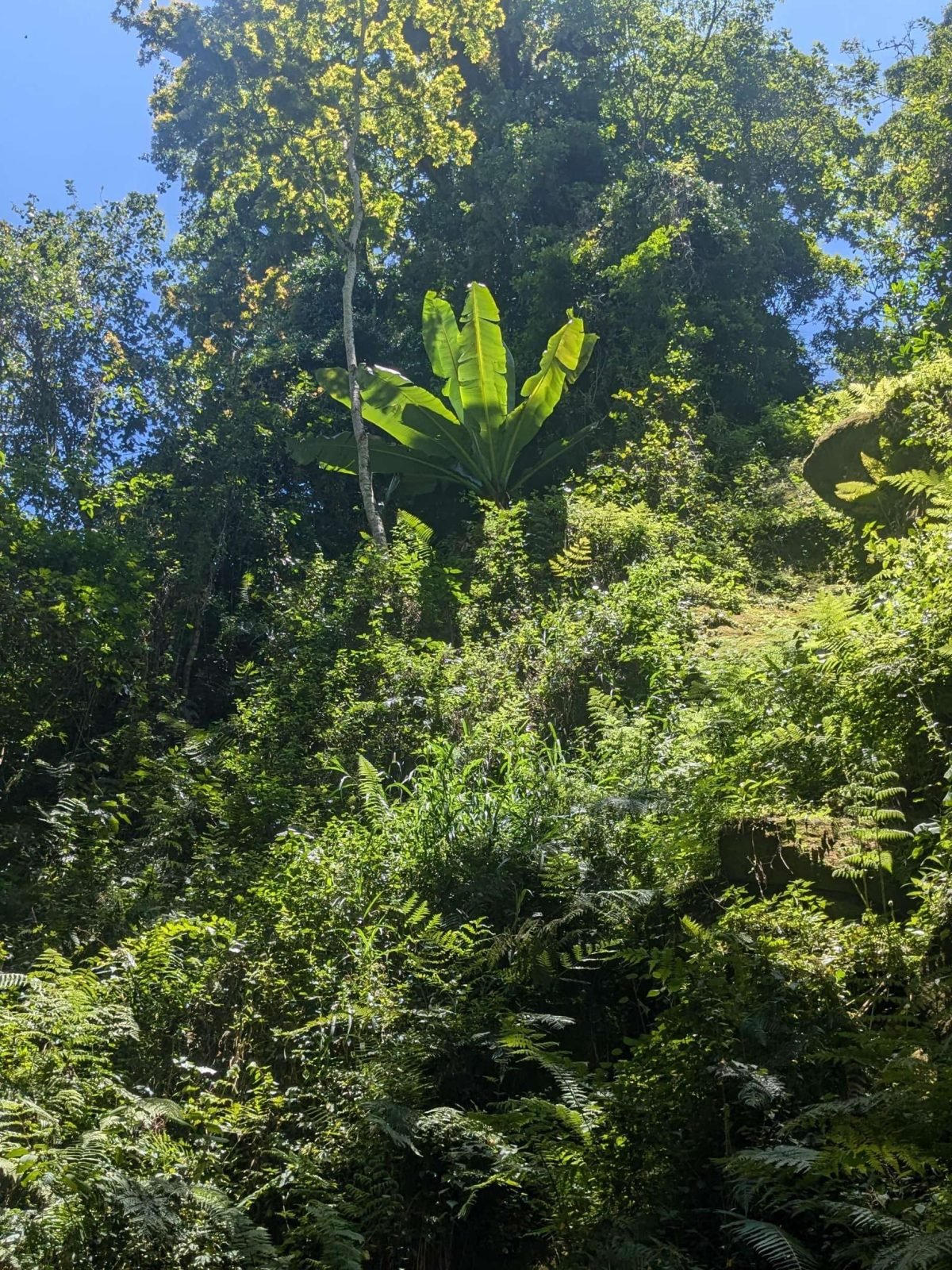 1-Day Materuni Waterfall Experience gallery image