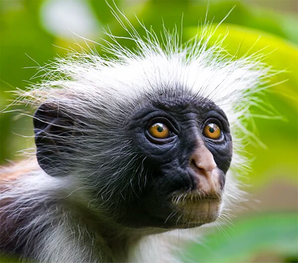 7-Day Mikumi National Park and Zanzibar Beach Tour