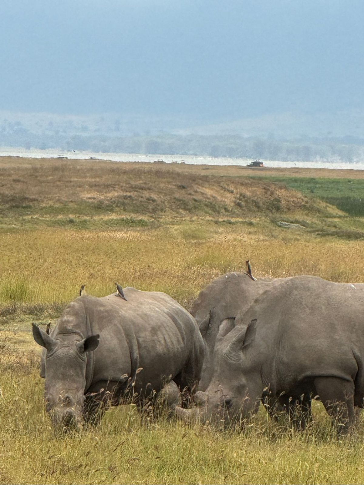 9-Day Wildlife Safari in Serengeti and Pristine of Zanzibar