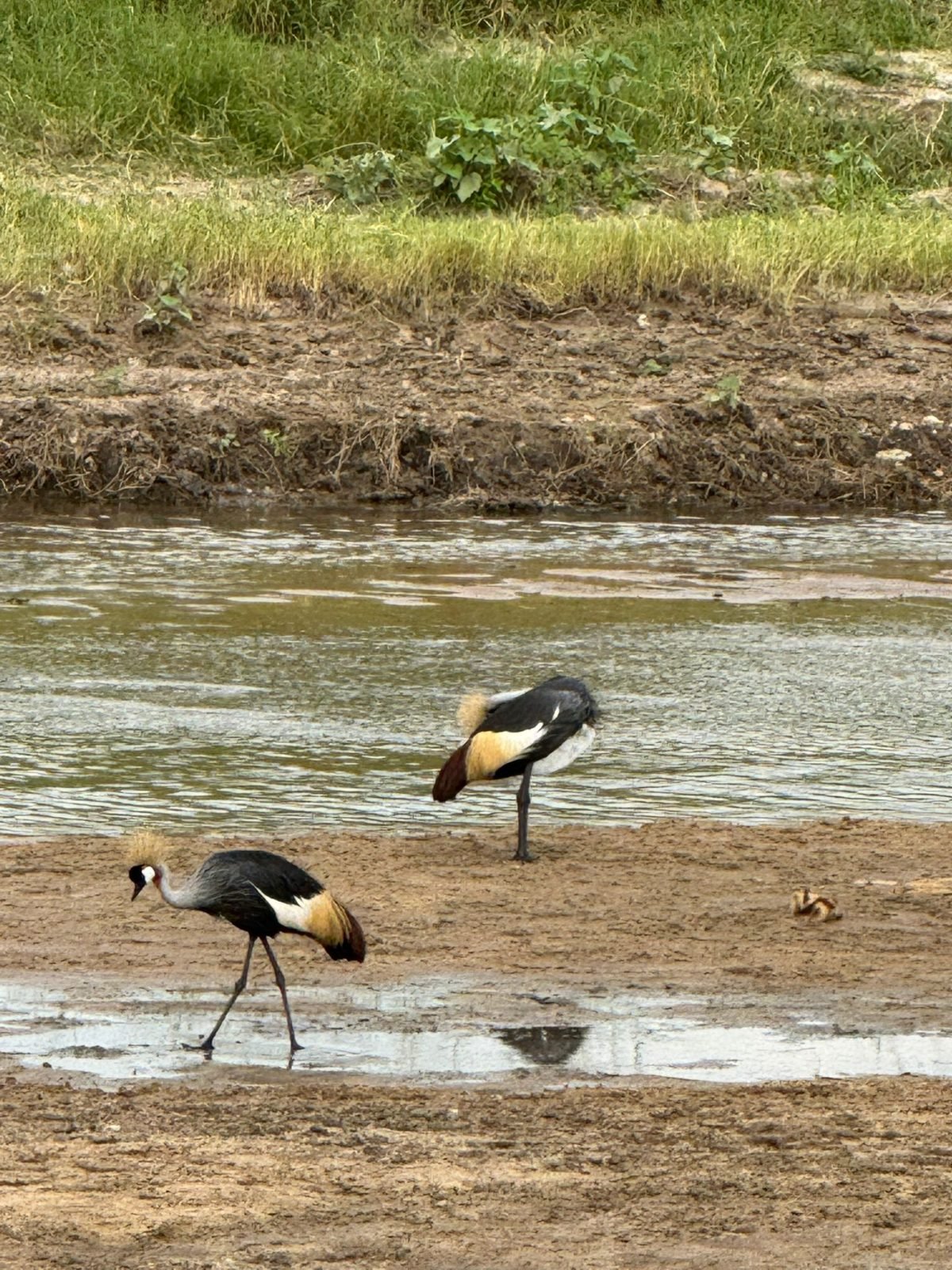 9-Day Wildlife Safari in Serengeti and Pristine of Zanzibar gallery image