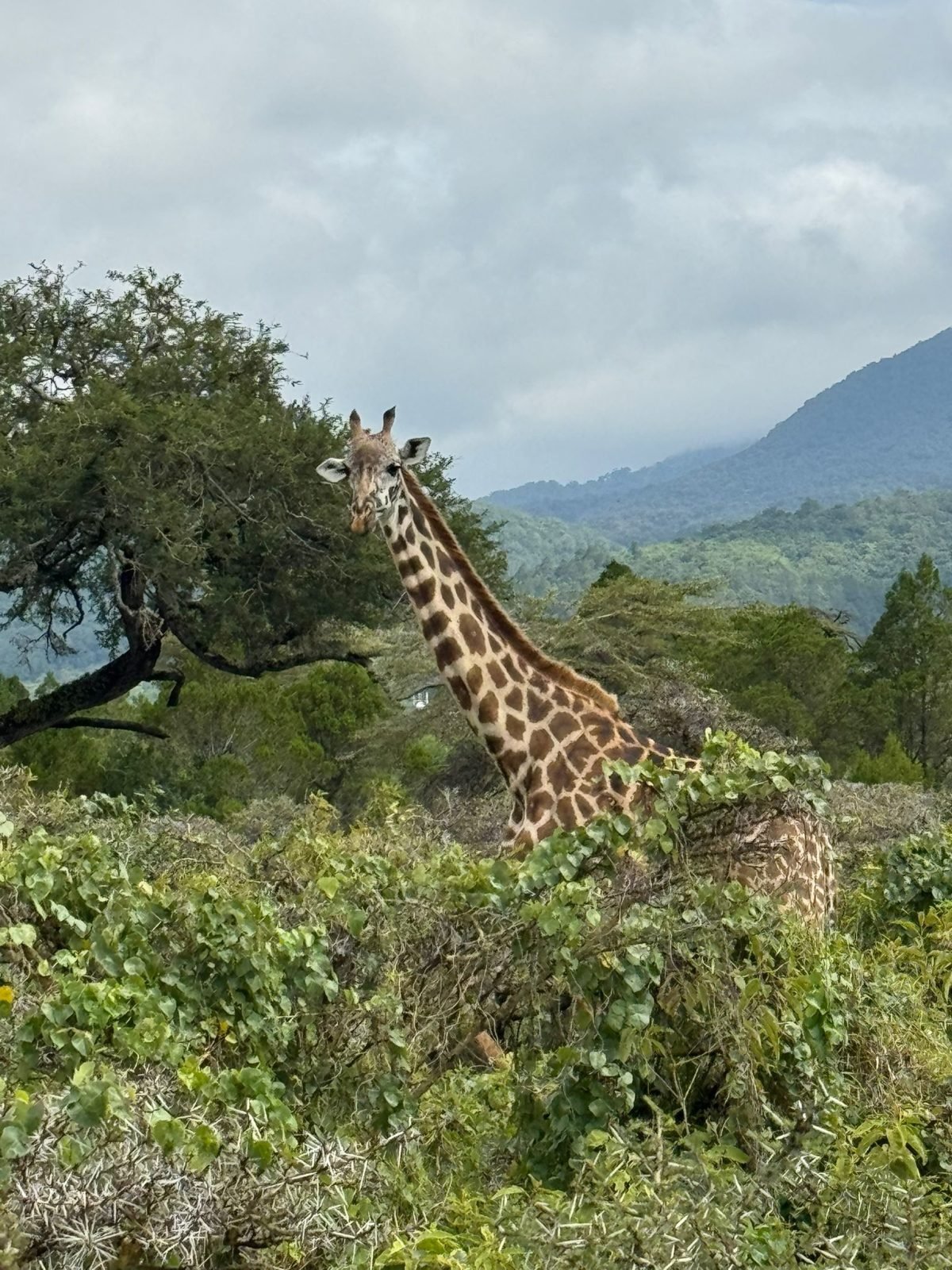 9-Day Wildlife Safari in Serengeti and Pristine of Zanzibar gallery image