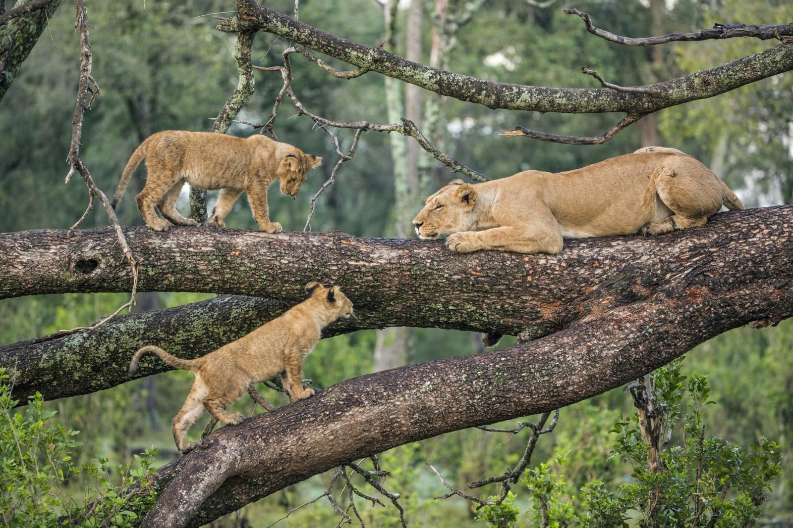 4-Day Classic Tanzania Wildlife Safari.