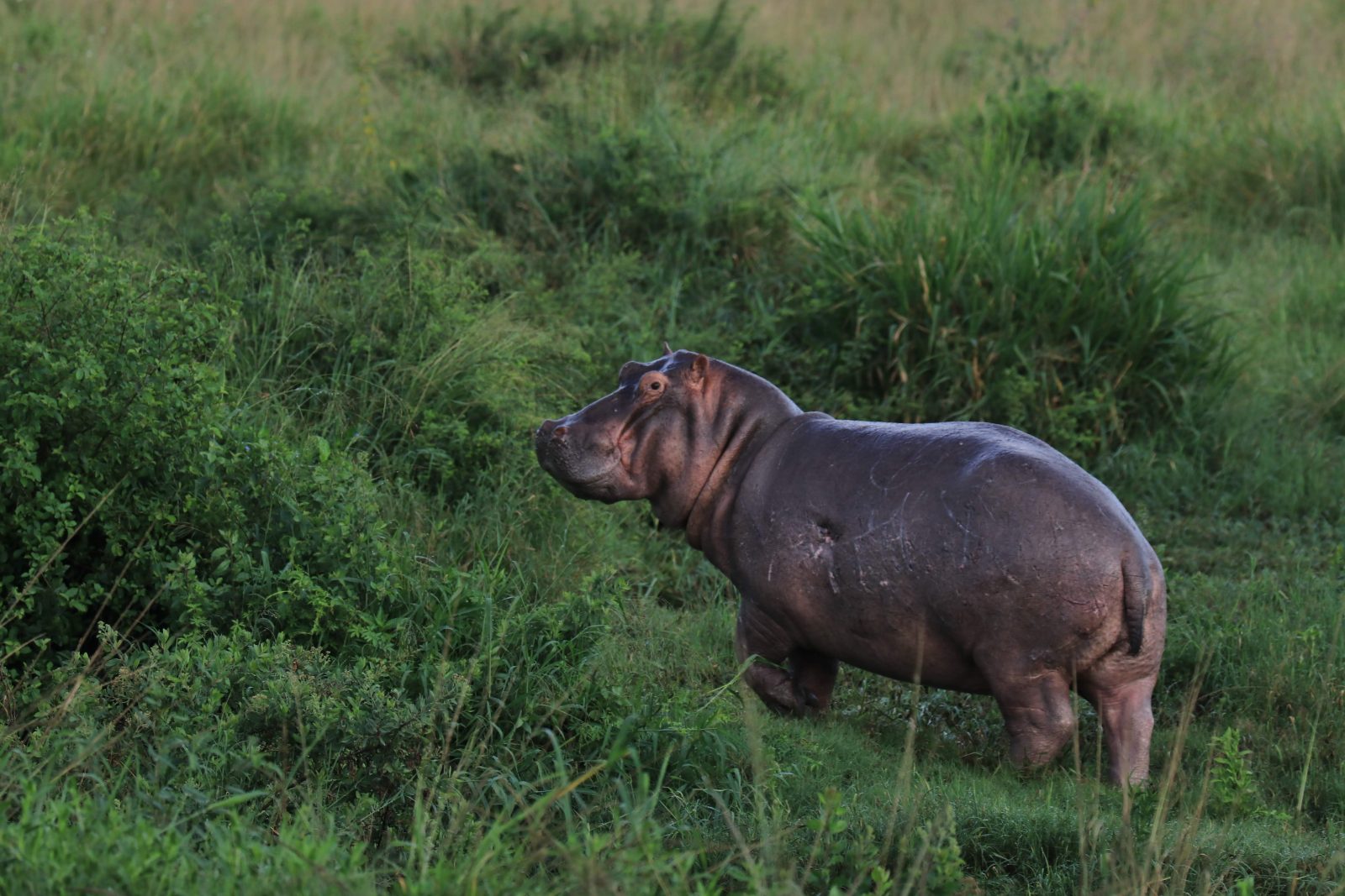 4-Day Serengeti and Crater gallery image