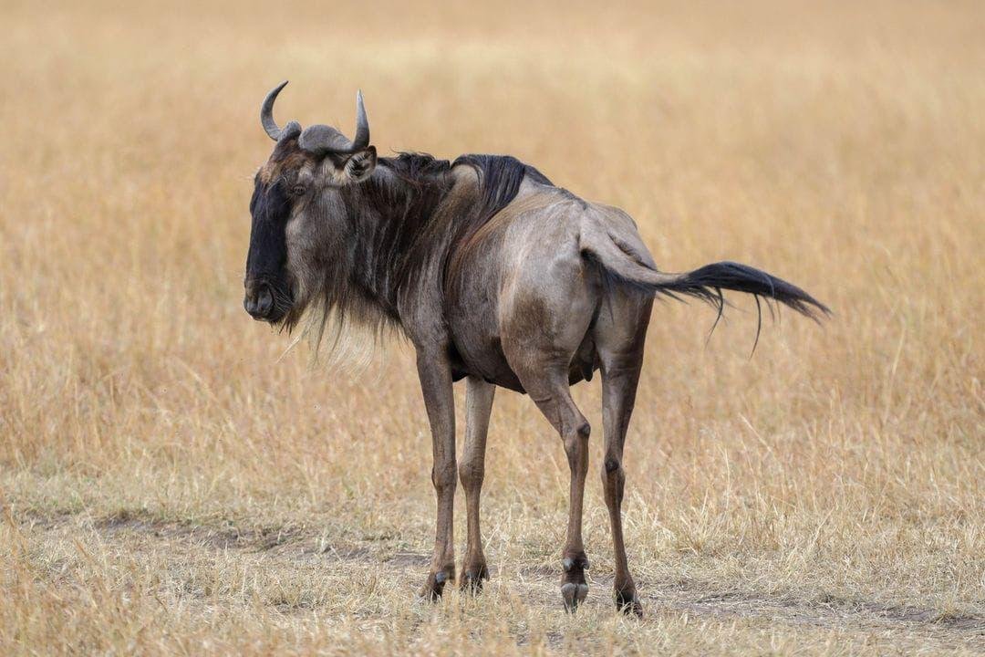 3-Day Fly in Direct to Serengeti National Park gallery image