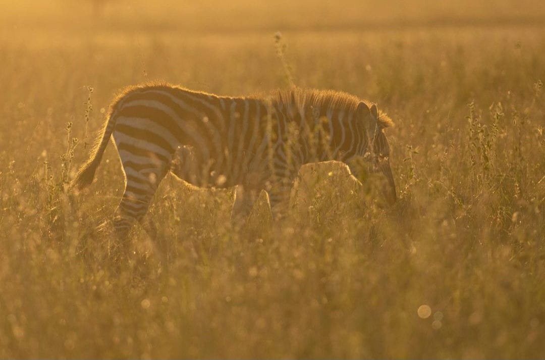 3-Day Fly in Direct to Serengeti National Park gallery image