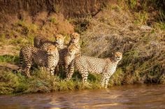 3-Day Fly in Direct to Serengeti National Park gallery image