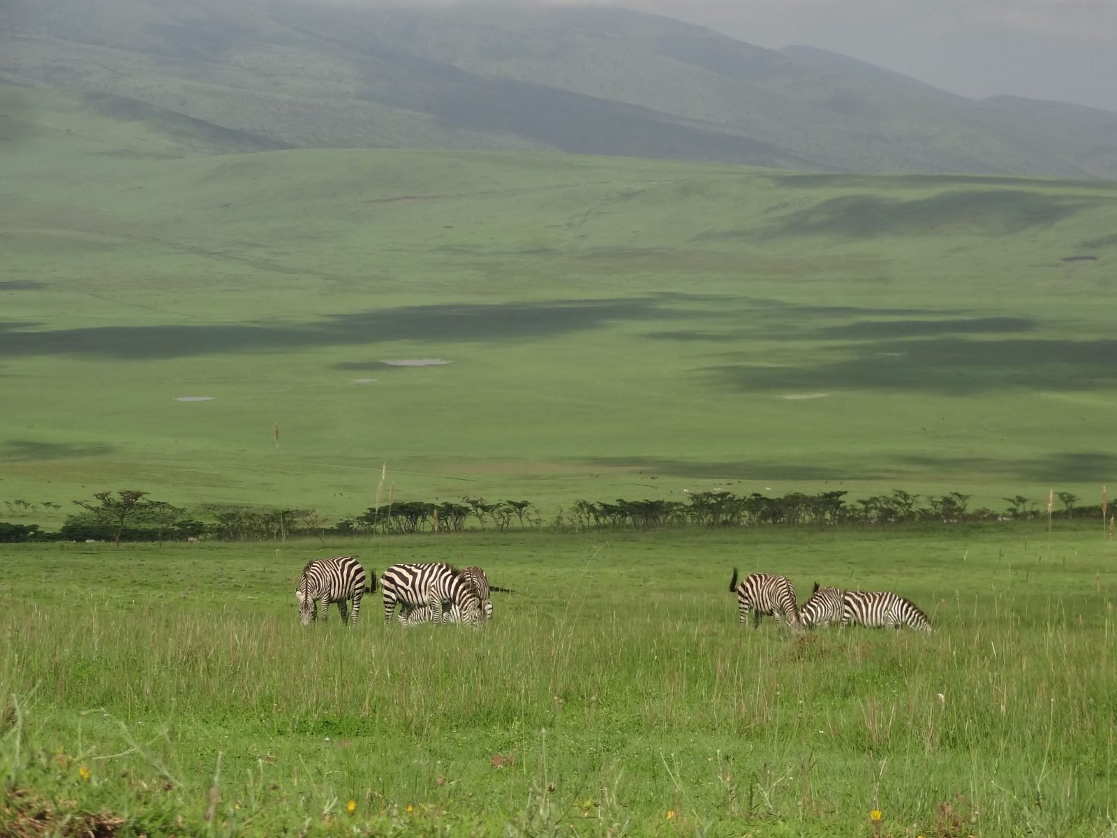 1-Day Arusha National Park Day Trip - Joining Group