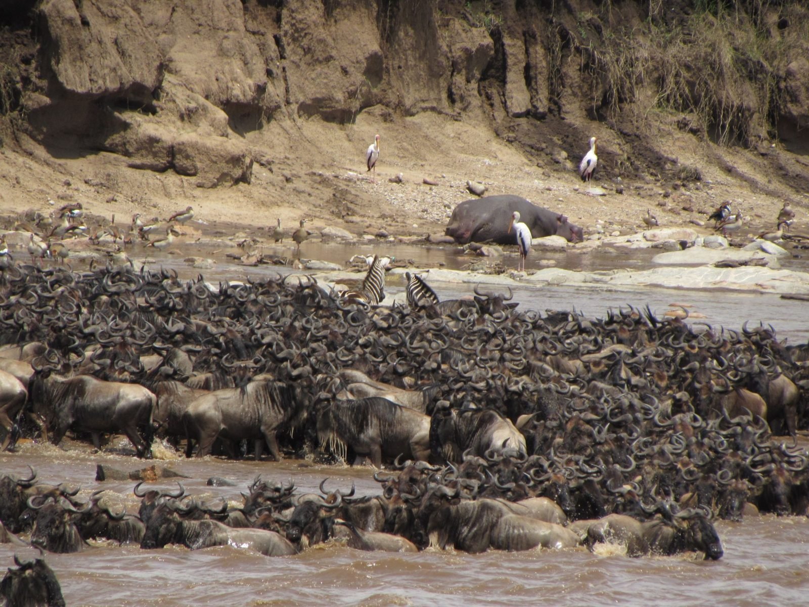 7-Day From Baobabs to the Big5-Great Migration Family Safari gallery image