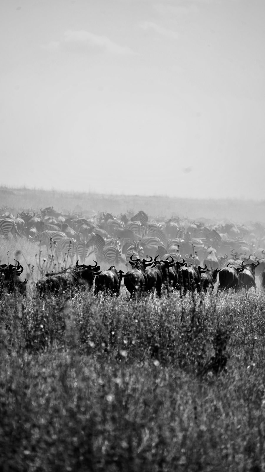 7-Day From Baobabs to the Big5-Great Migration Family Safari gallery image