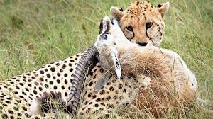 5-Day Tanzania Flexible Safari Adventure gallery image