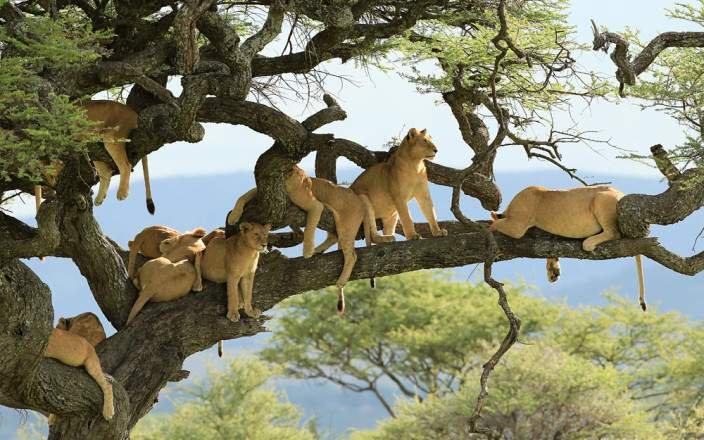 5-Day Tanzania Flexible Safari Adventure gallery image