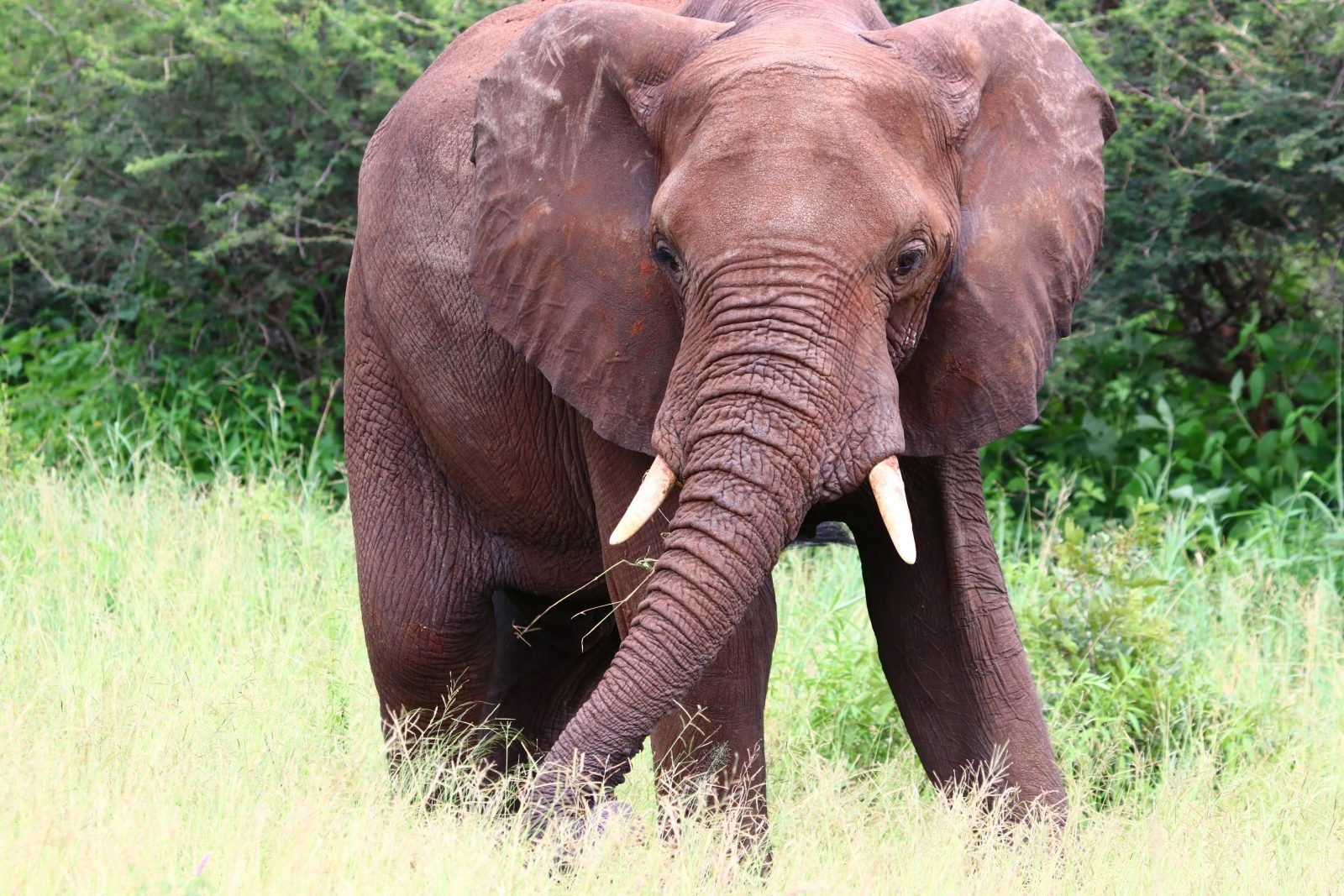 3-Day Ngorongoro Carter Tarangire and Lake Manyara