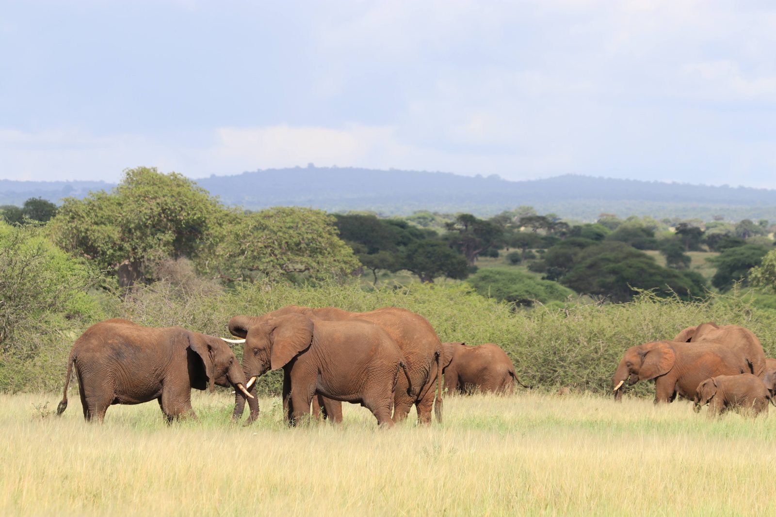 4-Day Serengeti and Crater gallery image