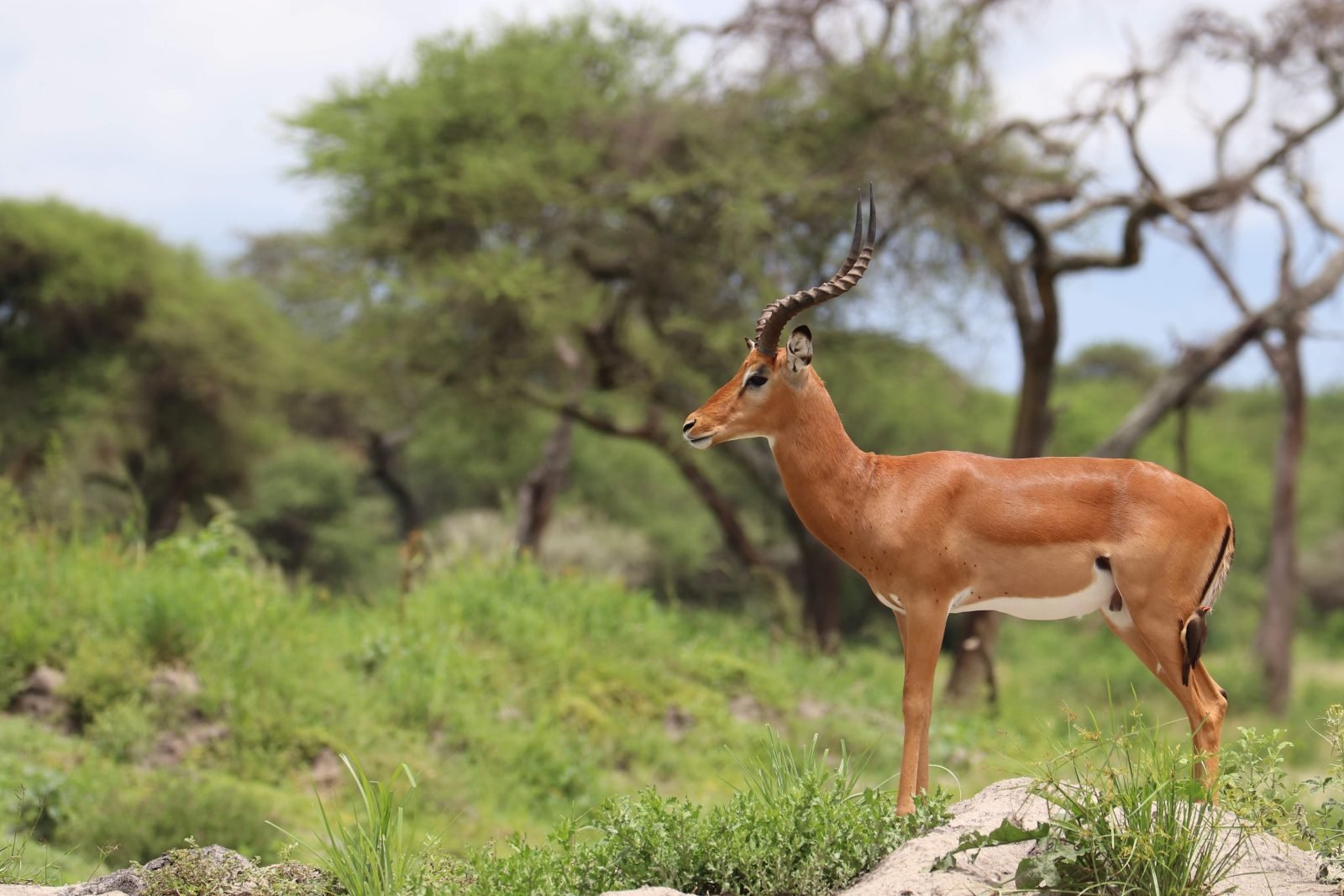 3-Day Ngorongoro Carter Tarangire and Lake Manyara gallery image