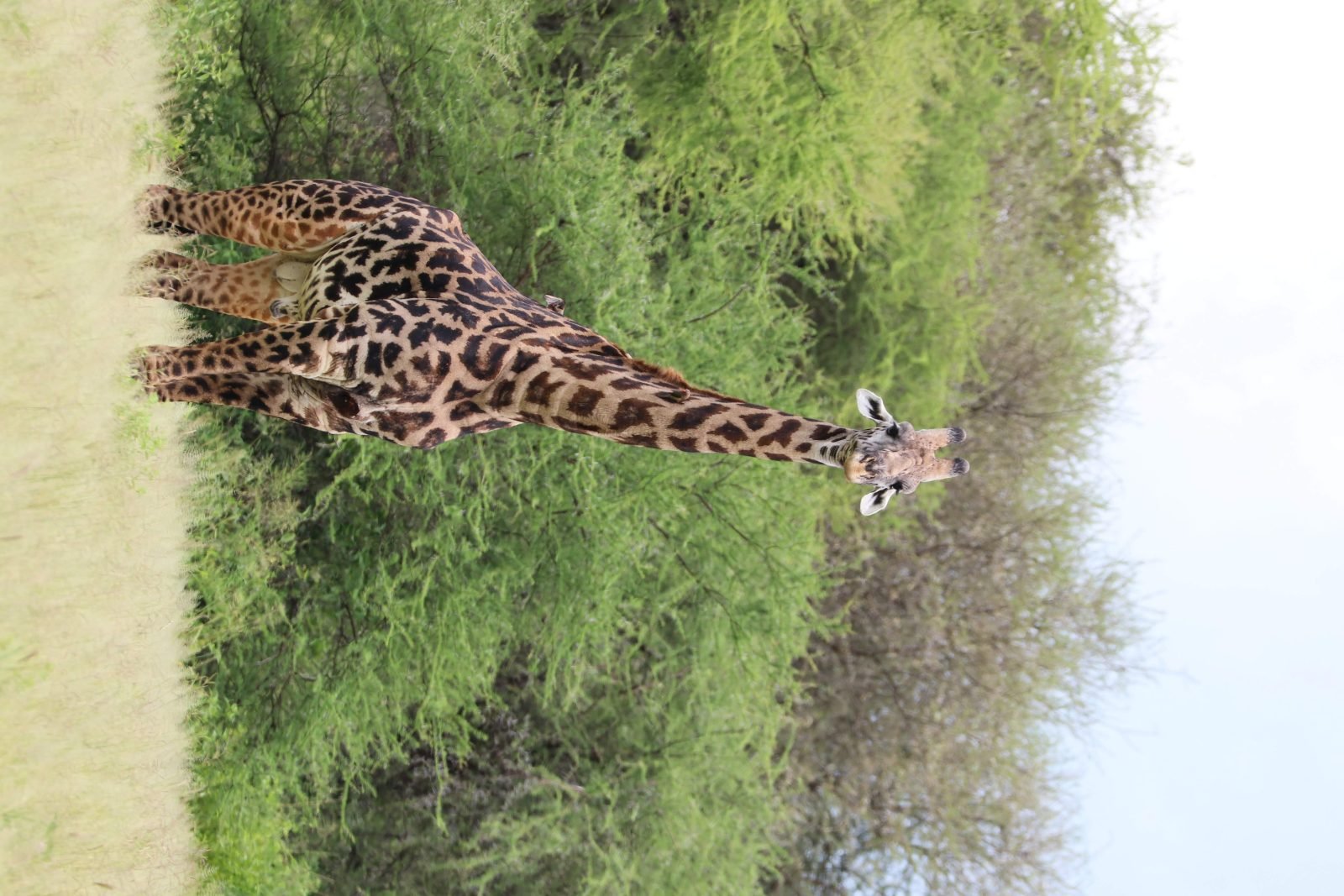 3-Day Ngorongoro Carter Tarangire and Lake Manyara gallery image