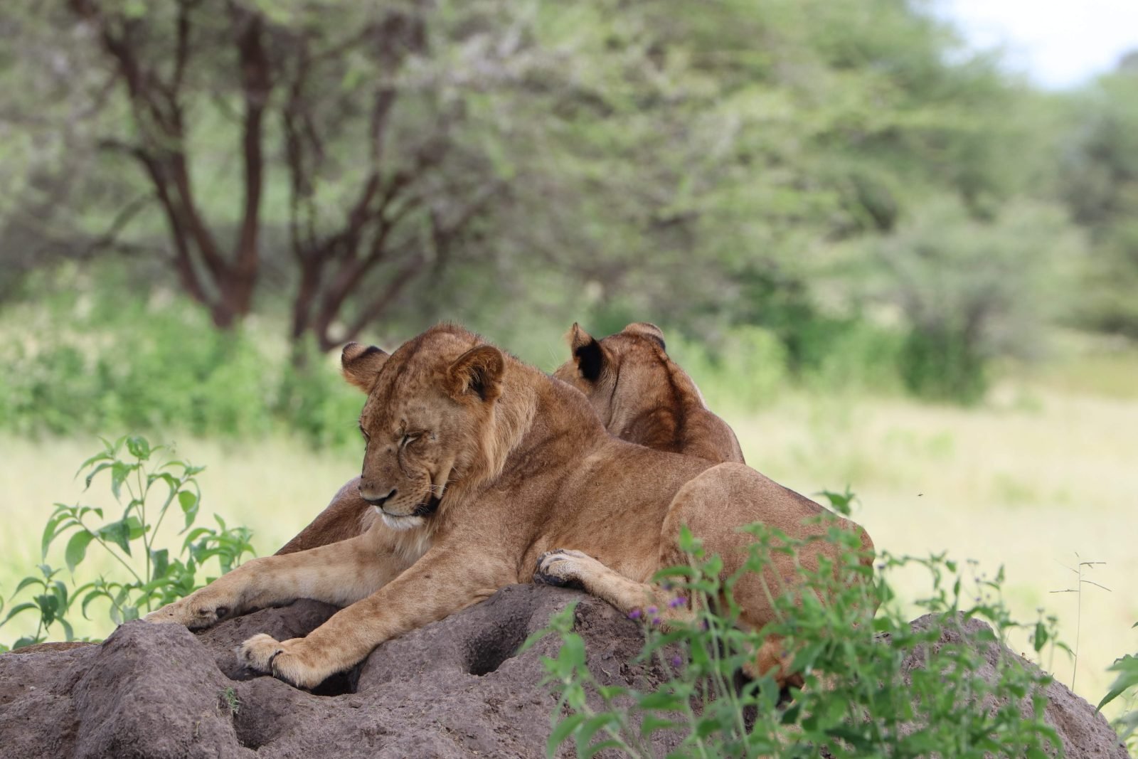 3-Day Ngorongoro Carter Tarangire and Lake Manyara gallery image