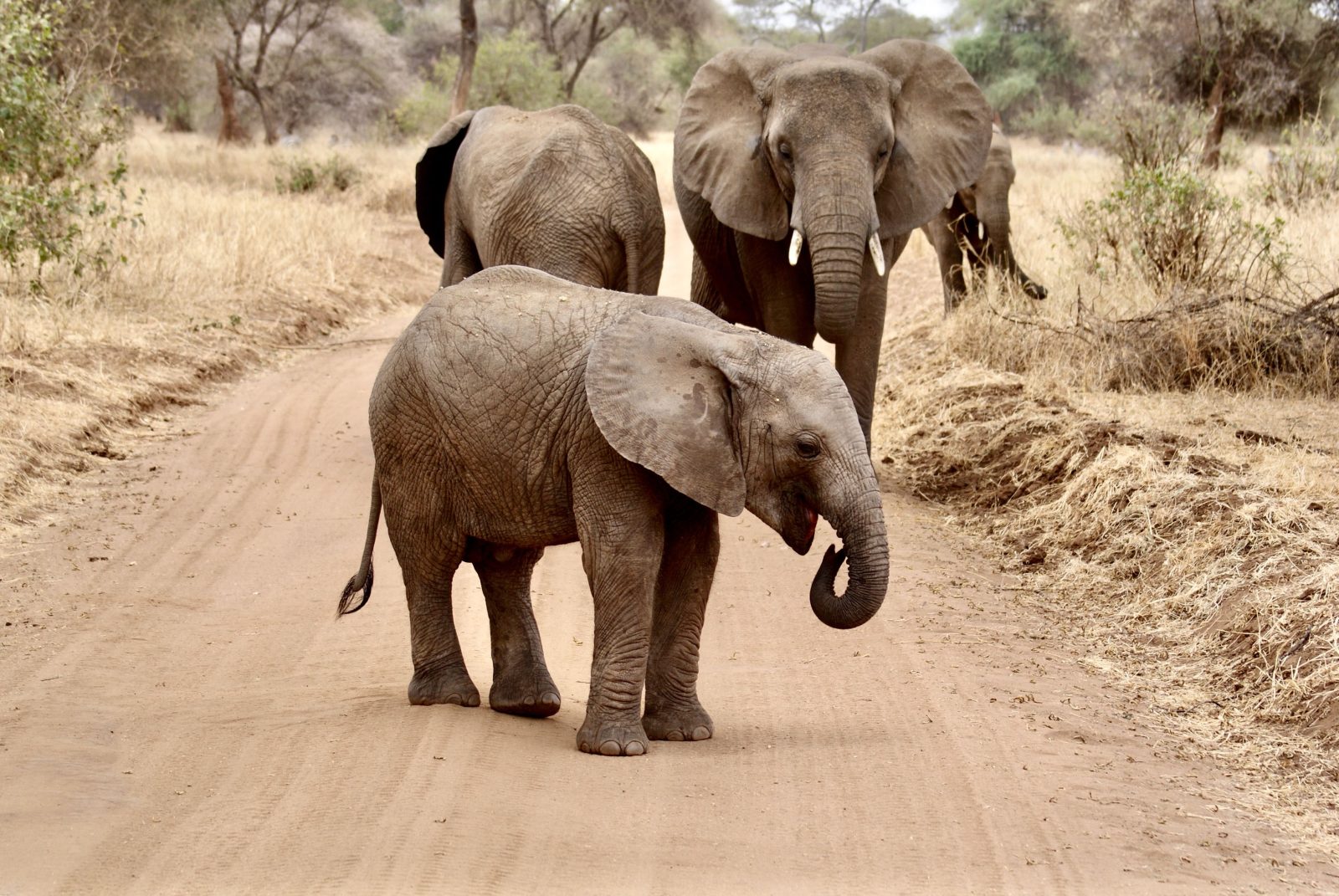 2-Day Tarangire & Ngorongoro Crater Joining Safar-Camping