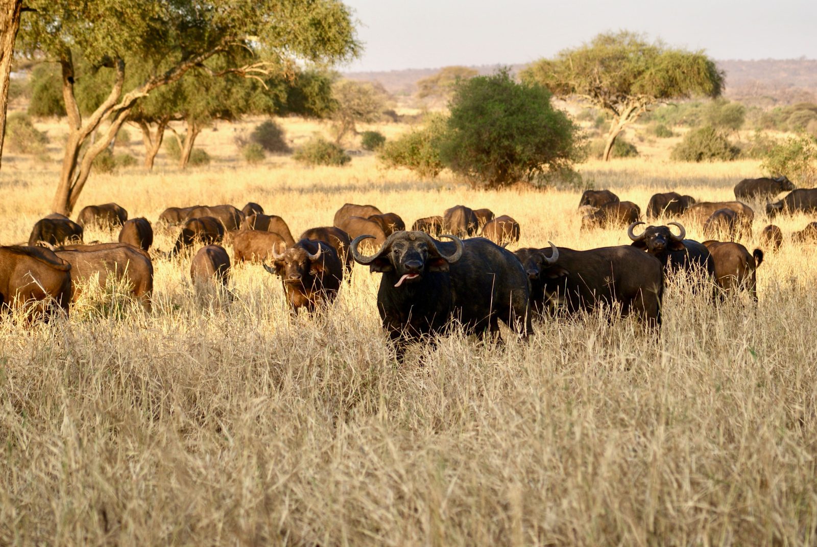 2-Day Tarangire & Ngorongoro Crater Joining Safar-Camping gallery image