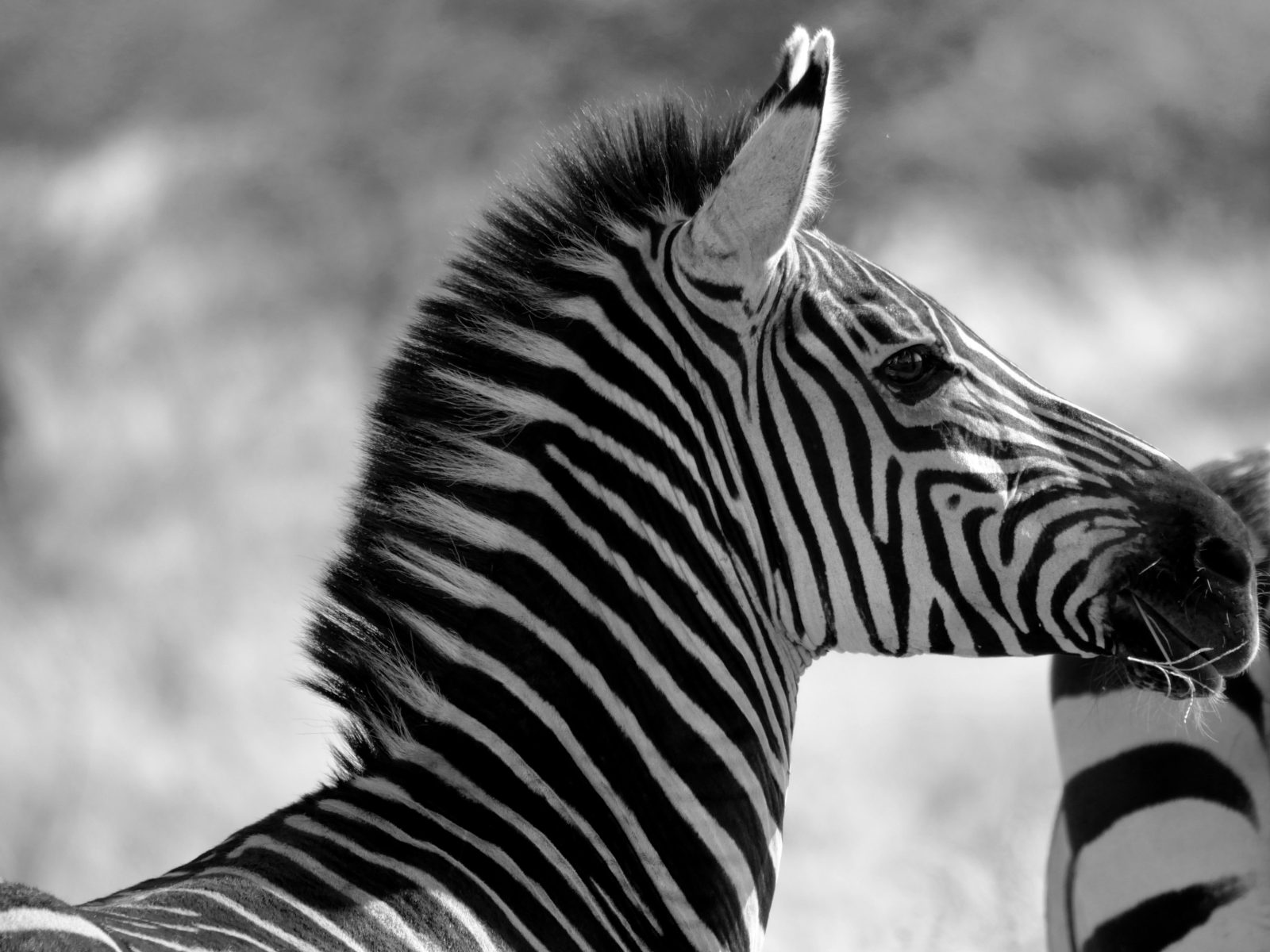 2-Day Tarangire & Ngorongoro Crater Joining Safar-Camping gallery image