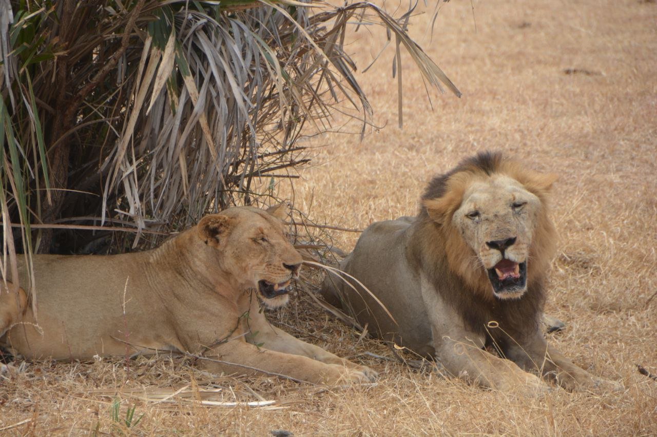 2-Day Wildlife Focus Nyerere NP Fly-in Safari From Zanzibar