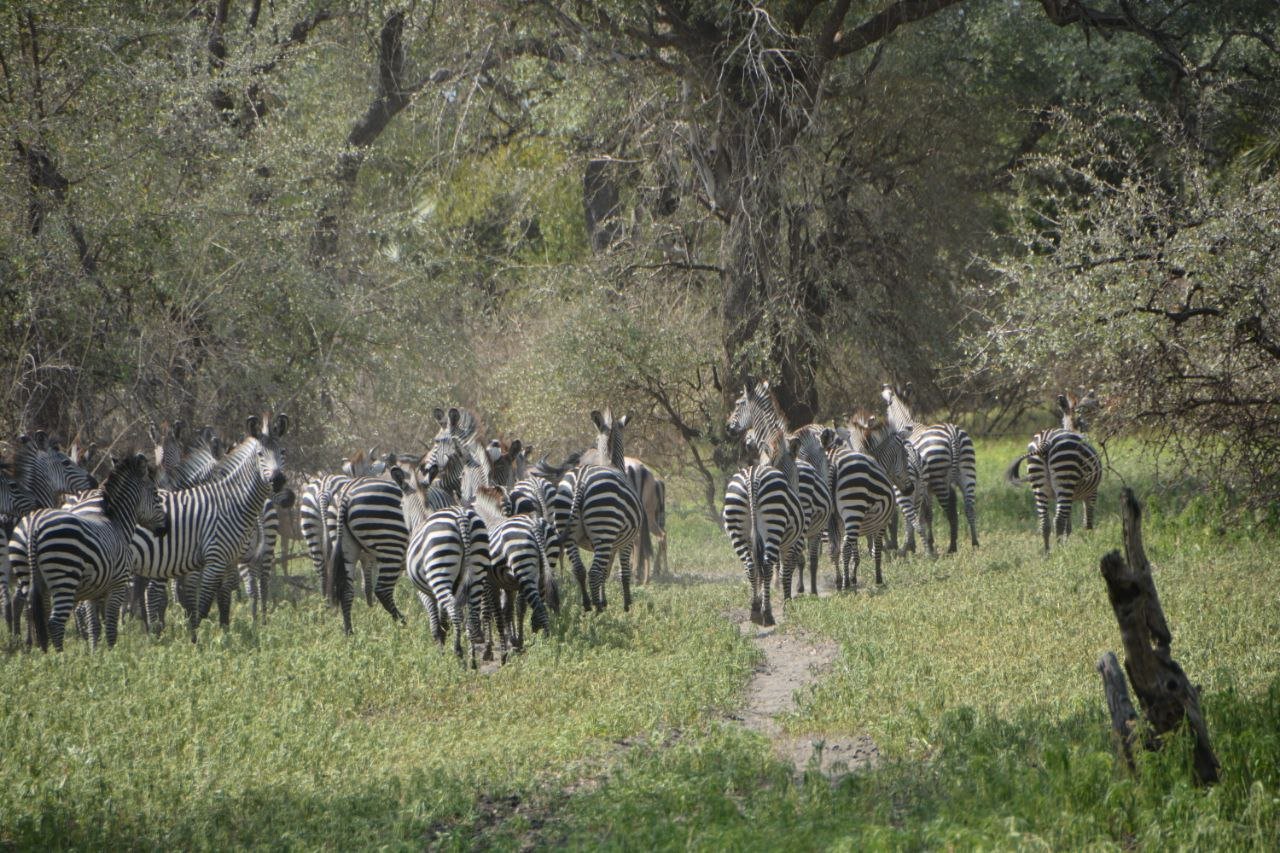 2-Day Wildlife Focus Nyerere NP Fly-in Safari From Zanzibar gallery image