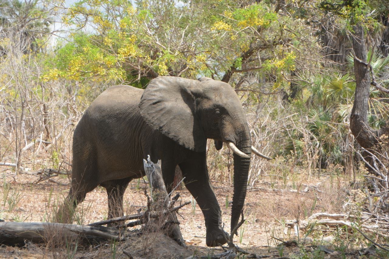 2-Day Wildlife Focus Nyerere NP Fly-in Safari From Zanzibar gallery image