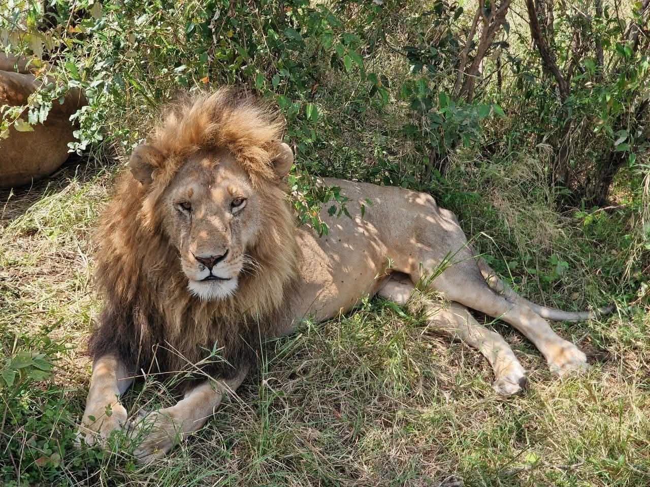 3-Day Tsavo East Safari Experience gallery image