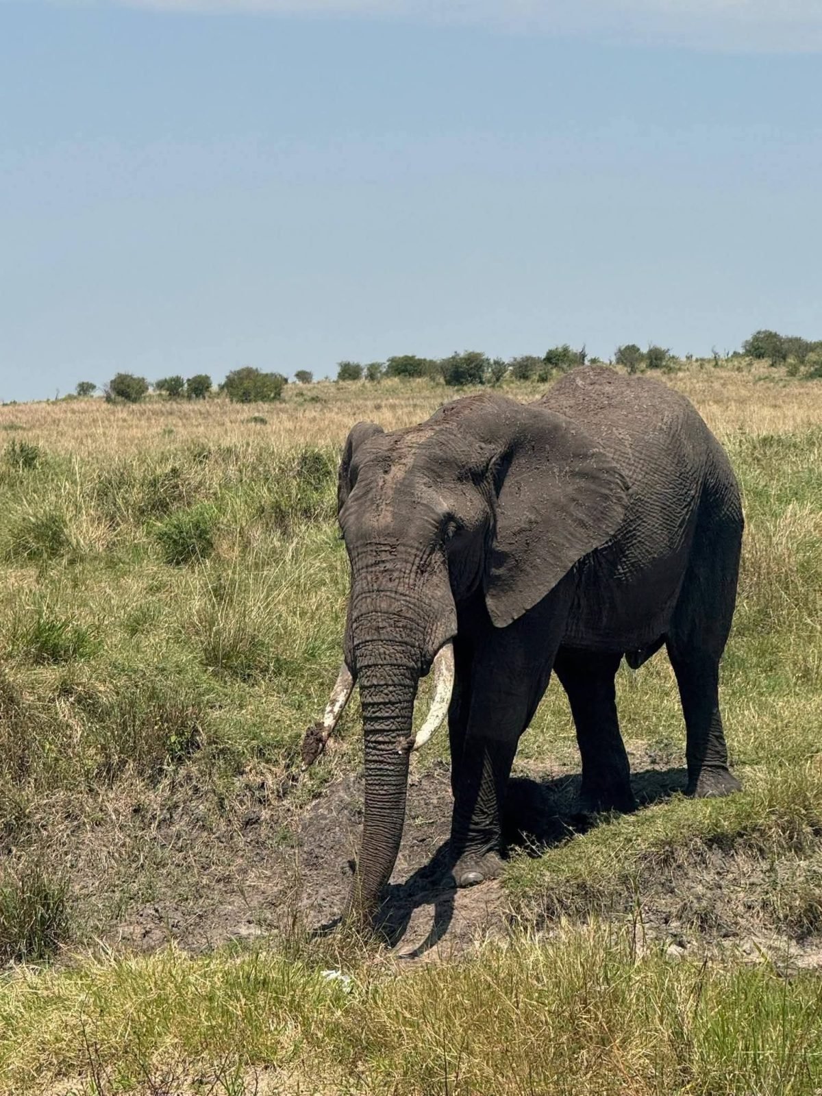 3-Day Tsavo East Safari Experience gallery image