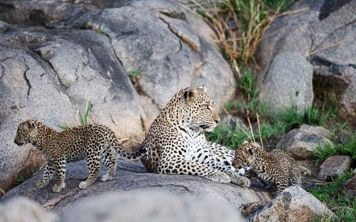 6-Day Luxury Serengeti and Ngorongoro Safari (FLY-In)
