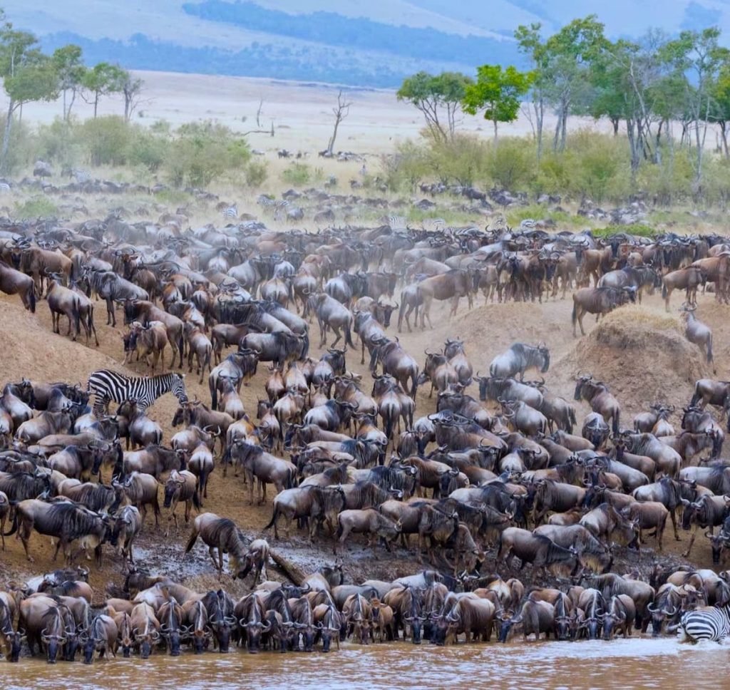 6-Day Luxury Serengeti and Ngorongoro Safari (FLY-In) gallery image